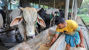 Farms busy rearing cows before Eid