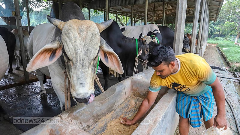 A worker tends to a cow at a farm in Savar’s Birulia before Eid-ul-Azha. Photo: Asif Mahmud Ove