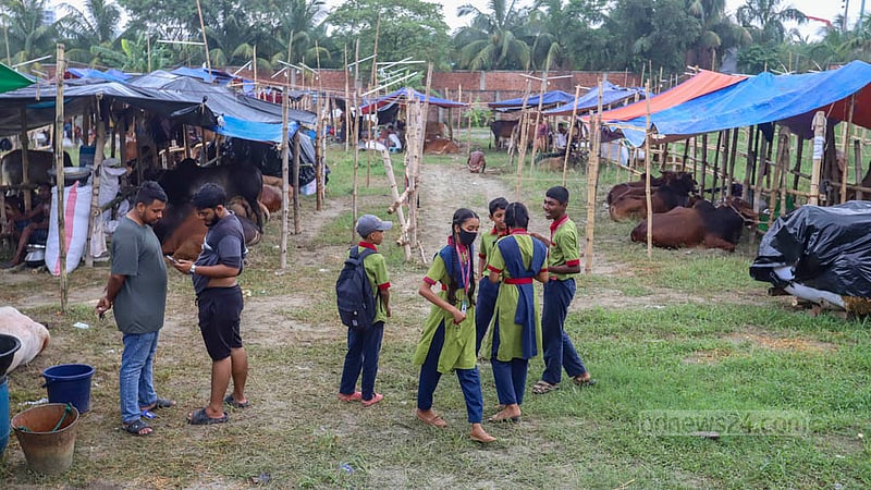 Students take a trip around the makeshift cattle market in Dhaka’s Bhatara on Tuesday, Jun 20, 2023. Photo: Asif Mahmud Ove