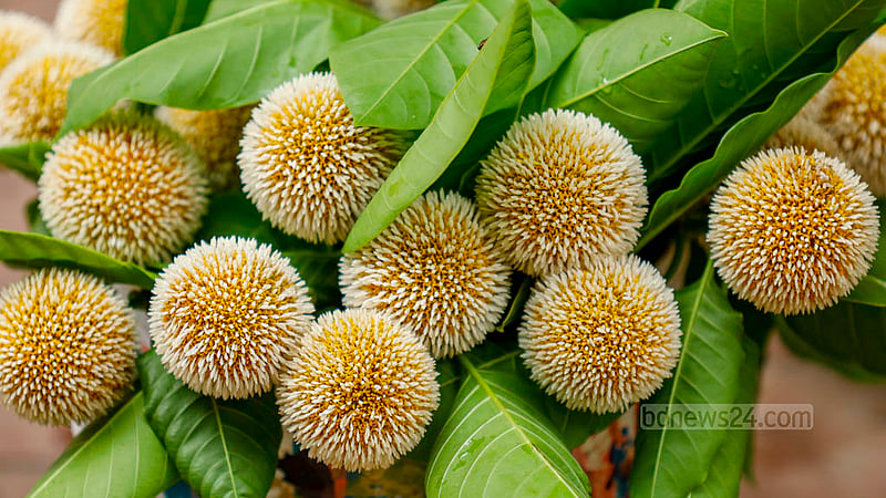 The blossoming Kadam flower, also known as Neolamarckia Cadamba, foreshadows the changing season before the arrival of monsoon. Photo: Mahmud Zaman Ovi