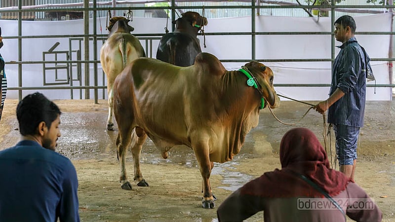 Workers take out a cow for a customer to check at a farm in Savar before Eid-ul-Azha. Photo: Asif Mahmud Ove