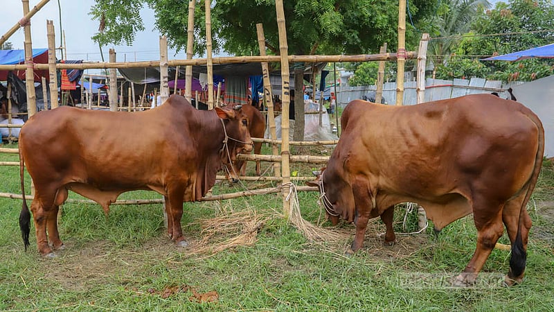 Sacrificial cattle arrive from different parts of the country at Dhaka’s Bhatara ahead of Eid-ul-Azha on Tuesday, Jun 20, 2023. Photo: Asif Mahmud Ove