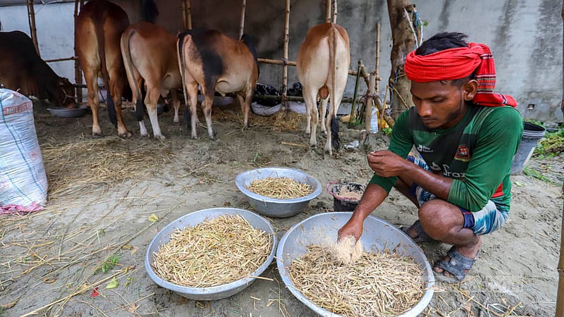 A farmer is busy preparing cattle feed for the animals he brought at Dhaka’s Bhatara for sale ahead of Eid-ul-Azha. Photo taken on Tuesday, Jun 20, 2023. Photo: Asif Mahmud Ove