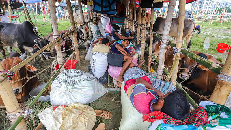 Cattle traders rest after an overnight trip to bring their animals at the cattle market in Bhatara on Tuesday, Jun 20, 2023. Photo: Asif Mahmud Ove