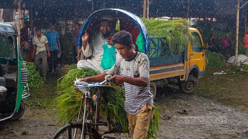 Mohammad Anwar, a resident of Dhaka, is returning home after buying grasses for sacrificial cattle from Dhaka’s Rayerbazar ahead of Eid-ul-Azha. Photo: Tawhiduzzaman Tapu
