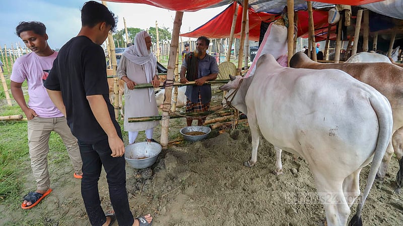 A buyer examines cows at Bhatara cattle market on Tuesday, Jun 20, 2023. Photo: Asif Mahmud Ove