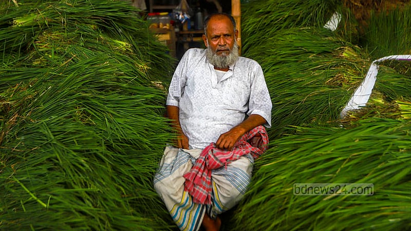 Bachchu Mia, a farmer from Keraniganj, began cultivating grass on his land two months ago. The grass is now on sale at the wholesale market in Dhaka’s Rayerbazar ahead of Eid-ul-Azha. Photo: Tawhiduzzaman Tapu