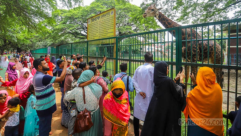 People gather to catch a glimpse of giraffes at the Mirpur National Zoo on Friday, Jun 30, 2023, the day after Eid-ul-Azha. Photo: Asif Mahmud Ove