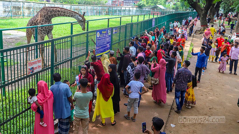 People gather to catch a glimpse of giraffes at the Mirpur National Zoo on Friday, Jun 30, 2023, the day after Eid-ul-Azha. Photo: Asif Mahmud Ove
