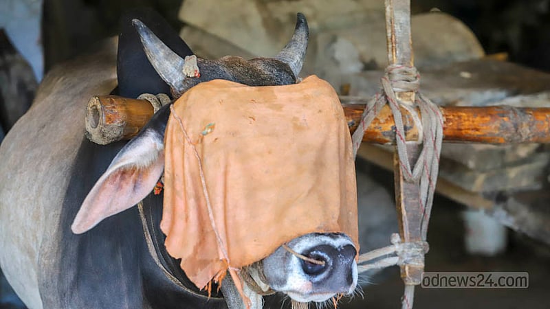 The eyes of the cows are covered in a traditional wooden oil mill called Ghani to keep the animals from distraction at Marzan Oil Mill in Savar’s Nama Bazar. Photo: Asif Mahmud Ove