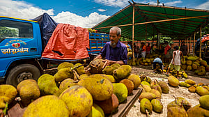 Jackfruit prices fall