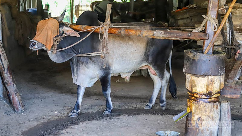 Mustard oil produced through wooden mills called Ghani and driven by cows has always been in demand despite the presence of other brands produced from mills run by fuel oil or electricity. Every litre of mustard oil from Ghani is sold at Tk 300-320 per litre. Photo: Asif Mahmud Ove