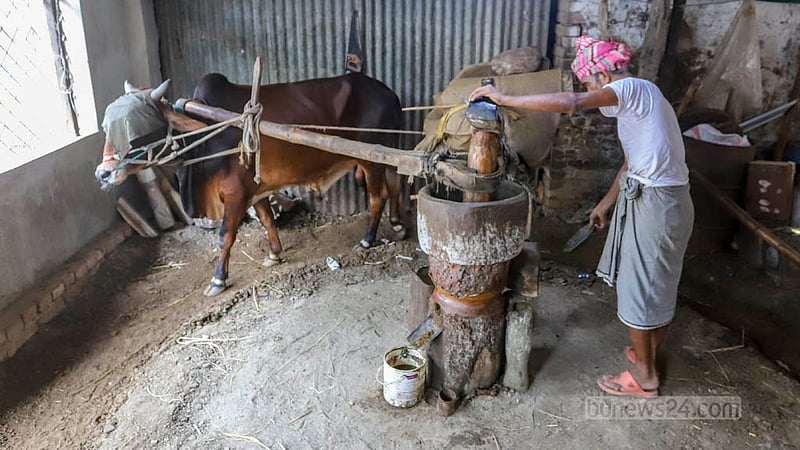 Besides Savar, these traditional oil mills can also be found in Dhamrai, Pabna, Nilphamari, and Thakurgaon, among other places. Ghani farmers are trying to revive the culture by using buffaloes in place of cows. Photo: Asif Mahmud Ove