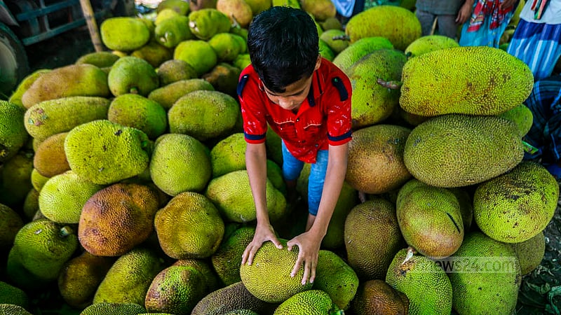 Worker Nazmul Haque sorting out jackfruits at Rayerbazar wholesale market in Dhaka. Photo: Tawhiduzzaman Tapu