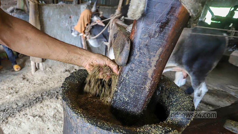 Mustard oil produced through wooden mills called Ghani and driven by cows has always been in demand despite the presence of other brands produced from mills run by fuel oil or electricity. Every litre of mustard oil from Ghani is sold at Tk 300-320 per litre. Photo: Asif Mahmud Ove