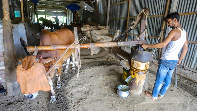 Advanced technologies have replaced oil manufacturing at wooden grinders drawn by cows. A few such mills are still operating in Savar’s Nama Bazar. Photo: Asif Mahmud Ove