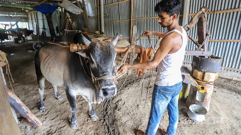A Ghani can produce 18 kg of oil from around 55.5 kg of mustard. With six cows operating in three separate Ghani revolvers, a farmer can produce 54 to 60 kg oil daily. Each cow is rested every 40 minutes. Photo: Asif Mahmud Ove