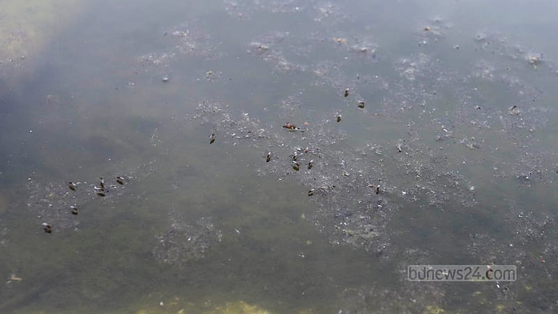Mosquitoes are seen on the stagnant water in the Kadam fountain near Dhaka’s High Court premises. Photo: Asif Mahmud Ove