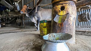 Ghani, the traditional oil mill