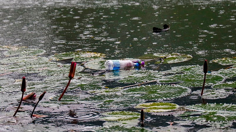 Some water lilies can be spotted in the Dhanmondi Lake but these are enveloped by waste materials. Photo: Mahmud Zaman Ovi