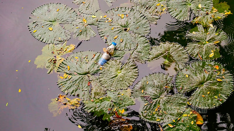Some water lilies can be spotted in the Dhanmondi Lake but these are enveloped by waste materials. Photo: Mahmud Zaman Ovi