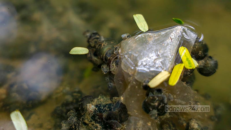 Polythene floats on the water of the Dhanmondi Lake. When the water becomes a bit clearer in the rainy season, snails attach themselves to these polythenes. Photo: Mahmud Zaman Ovi