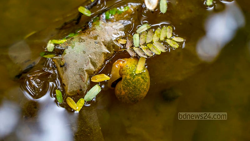 Dried leaves are floating on the lake and a snail is snoozing on it. Photo: Mahmud Zaman Ovi