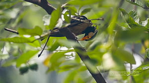 In Patuakhali, trees come alive with mesmerising birdsong