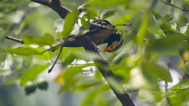 In Patuakhali, trees come alive with mesmerising birdsong