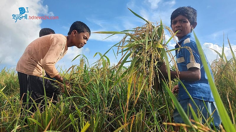 Ismail’s meagre farm earnings cost his children their education