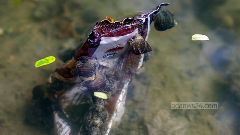 The snails gather around an empty packet of chips, as if they have made it their home. Photo: Mahmud Zaman Ovi