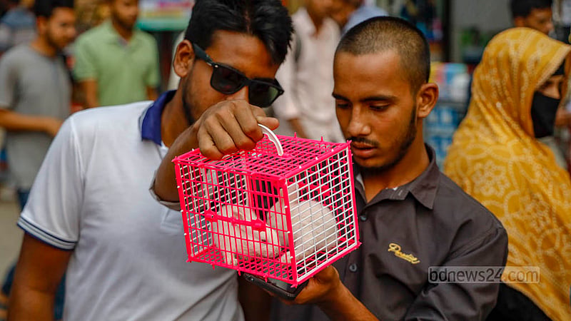 A customer buys a pair of young rabbits from a road near Farmgate, taking a close look before bringing them home. Photo: Mahmud Zaman Ovi