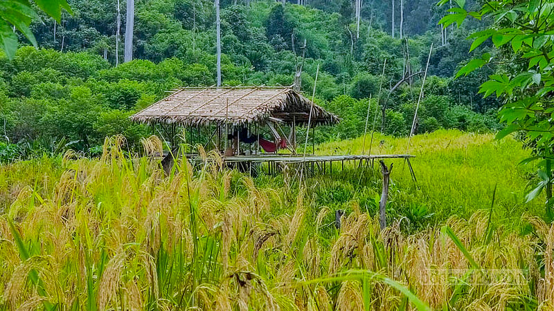 A room where the jhum paddy is processed is built right next to the cropland in a hill deep into the Remakri Union near the borders. Photo: U She Thowai Marma