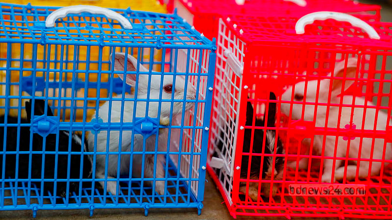 Each pair of young rabbits, called kits, is sold at prices ranging from Tk 500-700. Photo: Mahmud Zaman Ovi