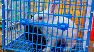 Pet rabbits on sale in Farmgate