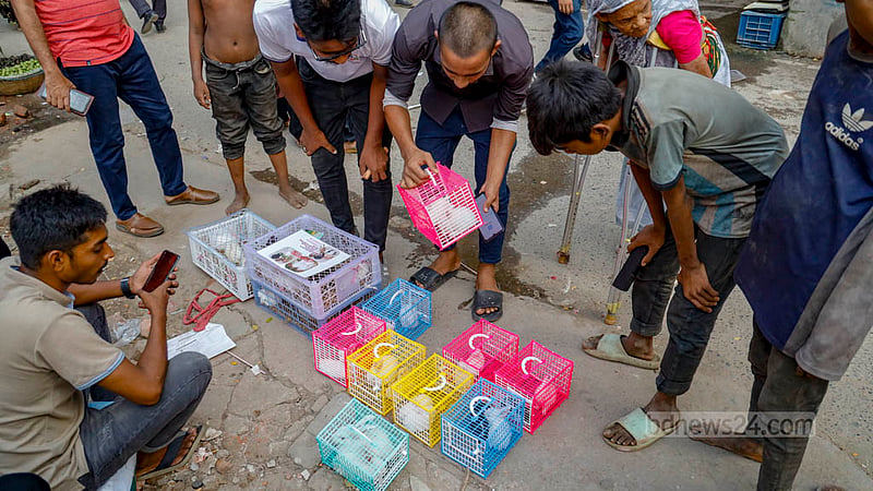 The sight of white and black rabbits in colourful cages on sale in Farmgate draws the attention of pedestrians. Photo: Mahmud Zaman Ovi