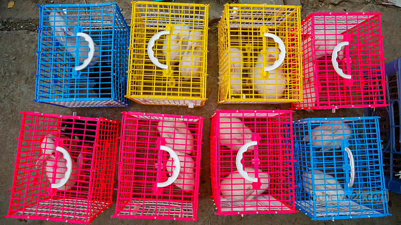 The sight of white and black rabbits in colourful cages on sale in Farmgate draws the attention of pedestrians. Photo: Mahmud Zaman Ovi