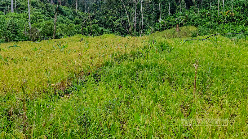 A jhum paddy field at Koaikhyang area of Remakri Union's border has yielded good harvest this season. Photo: U She Thowai Marma