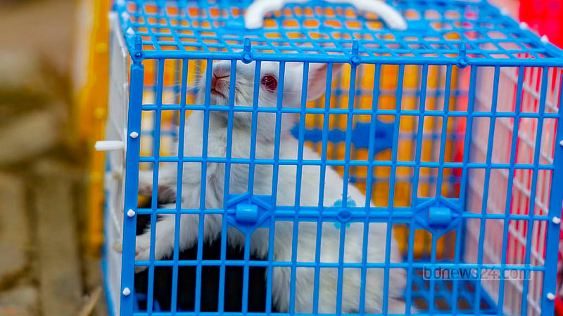 The young rabbits that traders sell in Farmgate are two to three months old. Photo: Mahmud Zaman Ovi