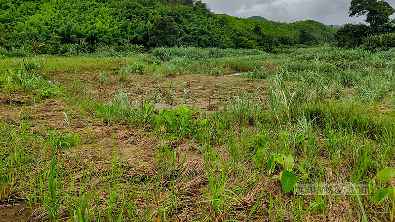 A jhum paddy field beside the Sangu River was inundated after heavy rains in August. The flash flood has been followed by weeds covering the field. Photo: U She Thowai Marma