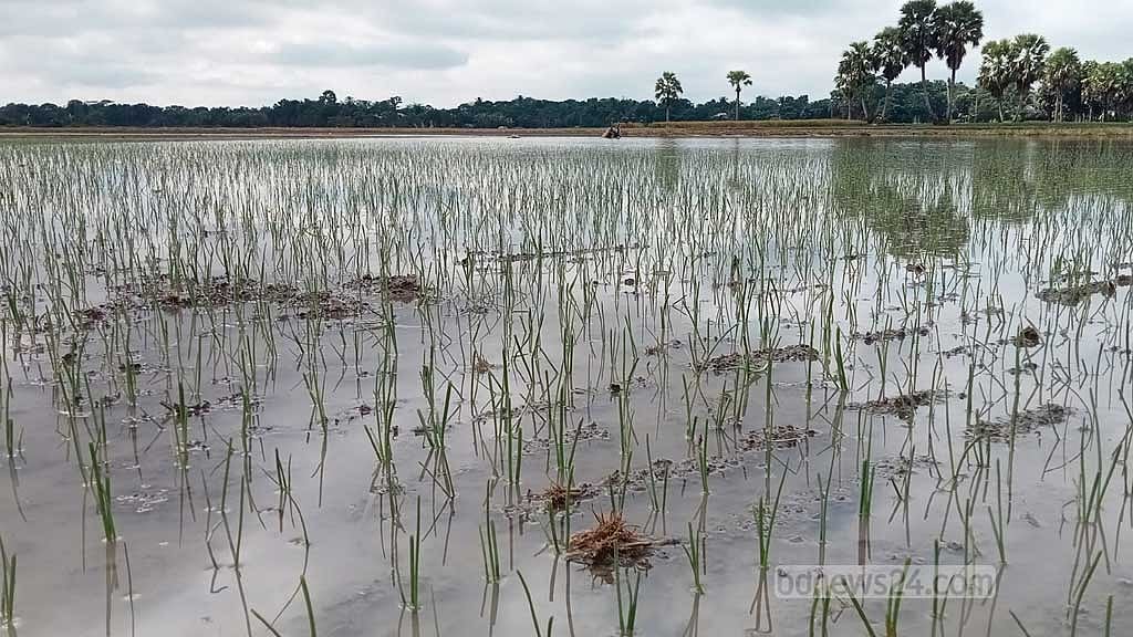 Relentless rains spark fear of poor onion harvest in Faridpur