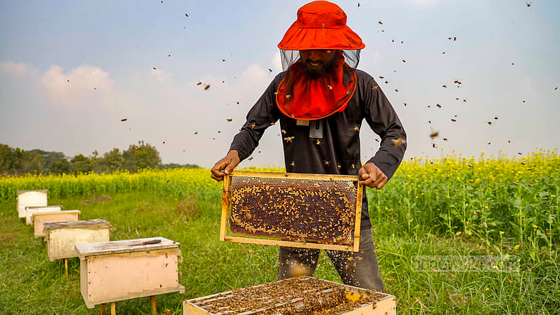 Farmers harvest seven to eight maunds of honey weekly from 70 bee boxes at the Moti Modhu bee farming project in Munshiganj's Sreenagar.