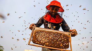 From mustard to honey: Sreenagar's 'Moti Modhu' revolution