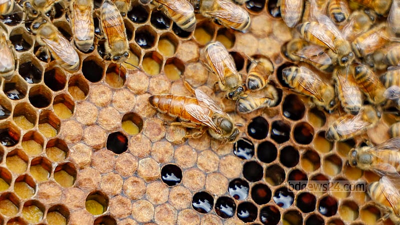 At the heart of the operation is the queen bee, housed in the box for breeding purposes. She lays approximately 1200 eggs daily.
