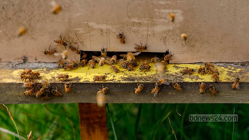 Each wooden box used for honey cultivation features an entrance at the bottom, allowing bees to freely enter and exit the box.