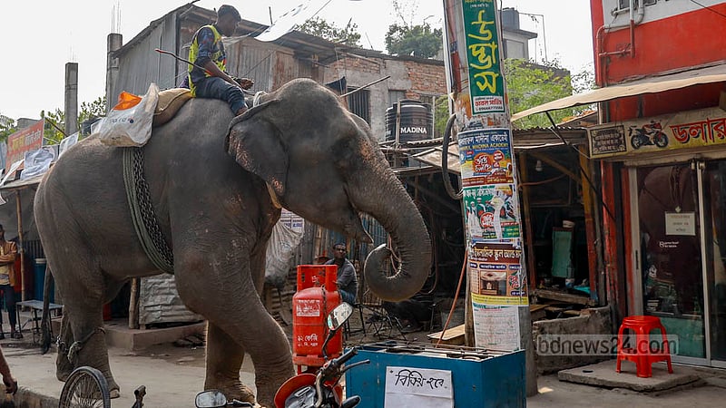 The Wildlife Act forbids individuals from taking care of elephants on their own and using them for any kind of labour without a licence.