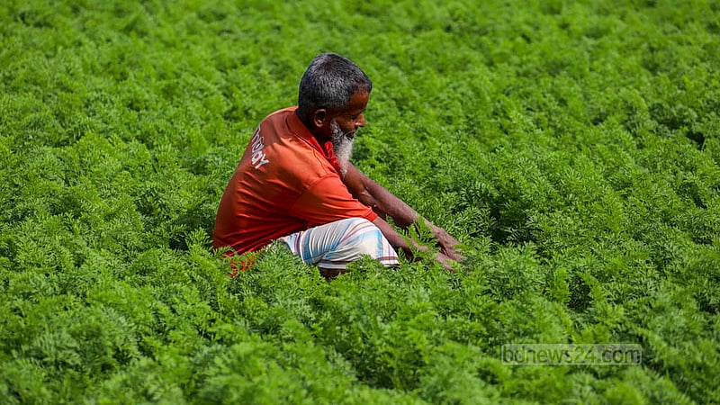Shahjahan, a farmer in Keraniganj’s Hazratpur, is busy cultivating carrots. Photo: Tawhiduzzaman Tapu