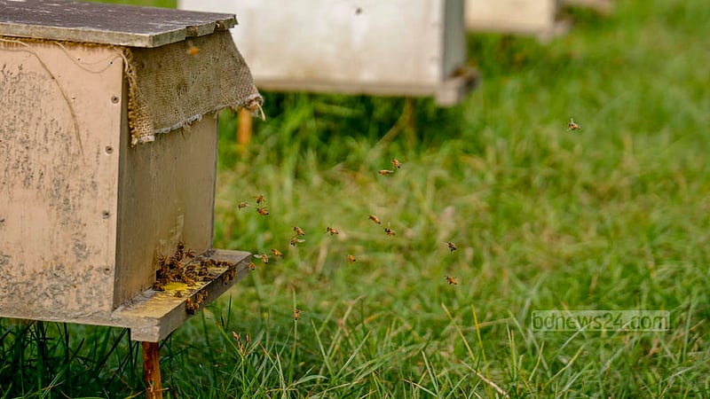 Twenty-one days after the queen bee lays her eggs, worker bees emerge from these sealed cells.