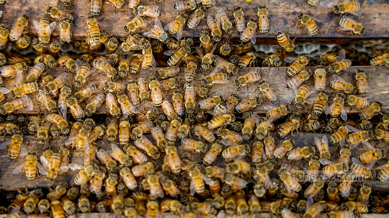 The bee farming project in Sreenagar's Madankhali village is abuzz with 10,000-12,000 bees housed in wooden boxes.