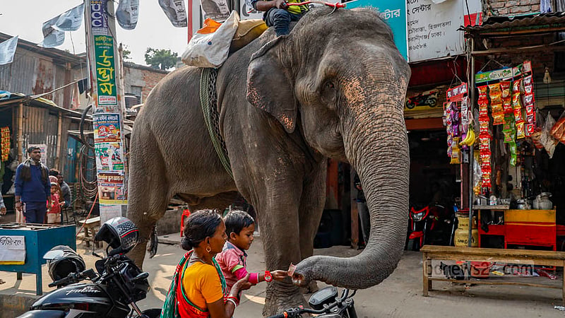 Elephants often draw crowds on the streets of Dhaka, especially children, who are eager to catch a glimpse. Some even try to reach out and touch the elephant's trunk.